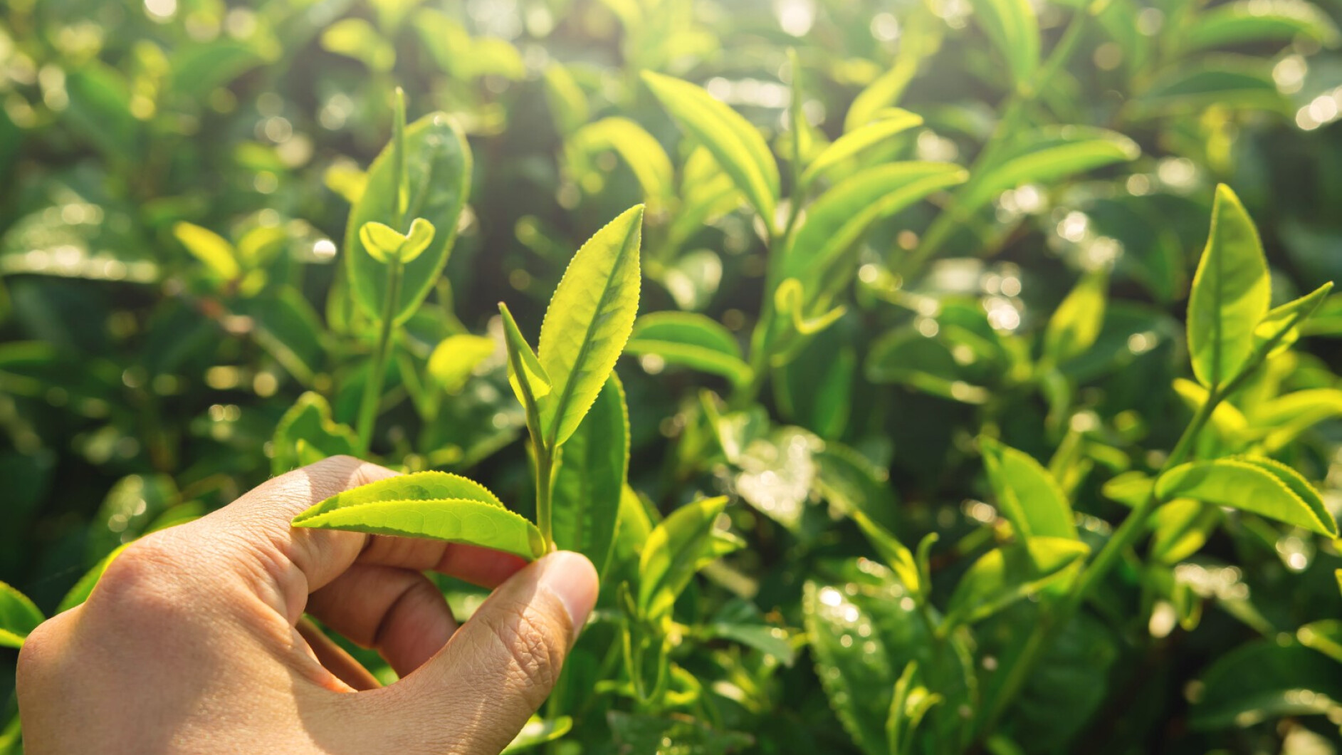 Care este diferența dintre ceaiul negru și ceaiul verde?